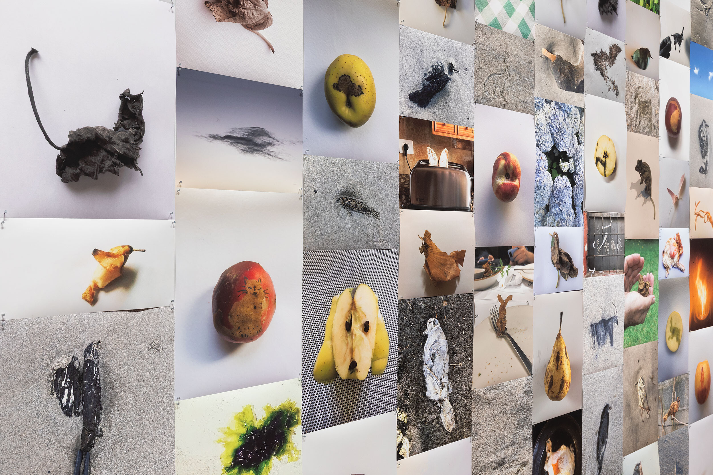 <p>Installation view of <em>A velvet ant, a flower and a bird</em>, Potter Museum of Art, the University of Melbourne, 2026. Featuring Din Matamoro, <em>Pájaro y otros animales (Birds and other animals)</em> 2008-20, courtesy the artist. Photo: Christian Capurro.</p>