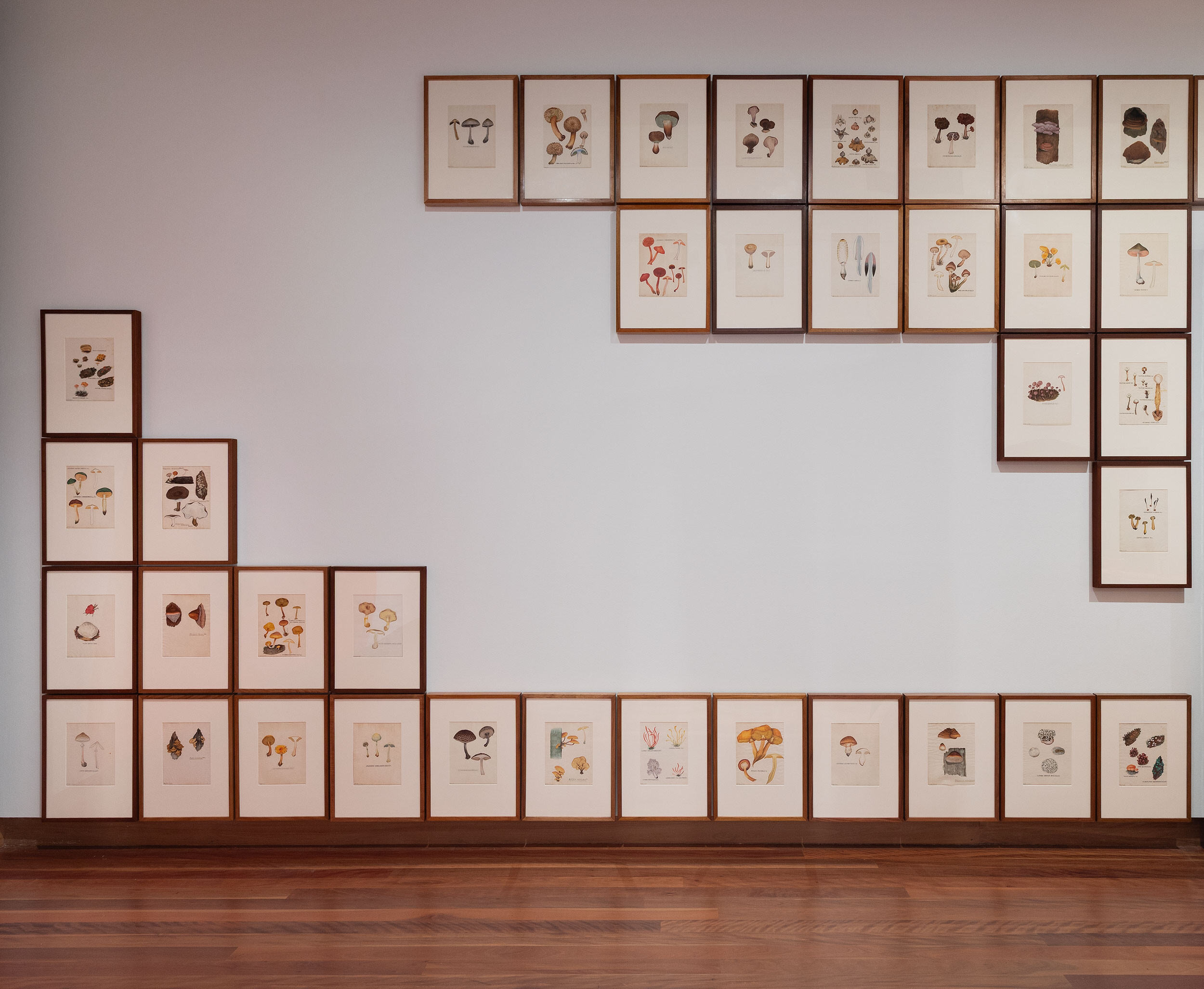 <p>Installation view of <em>A velvet ant, a flower and a bird</em>, Potter Museum of Art, the University of Melbourne, 2026. Malcolm Howie, <em>Watercolour paintings of Victorian fungi</em> from the 1930s 1931-35, from The University of Melbourne Herbarium, School of BioSciences Naarm. Photo: Christian Capurro.</p>
