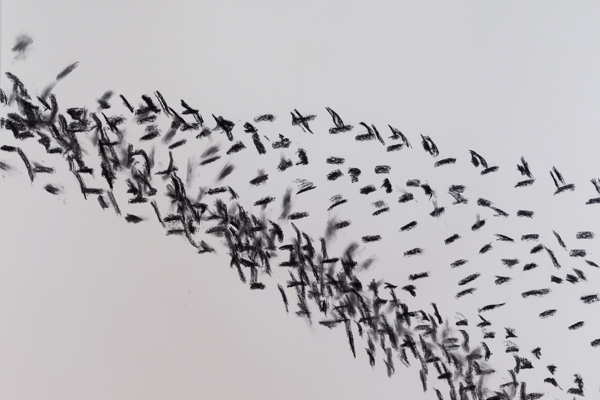 Barbara Campbell, <em>Wonderful</em>, 2014, charcoal on Stonehenge paper. Detail of work in <em>Barbara Campbell—ex avibus</em>, 2022, Geelong Gallery, © Barbara Campbell. Photographer: Andrew Curtis