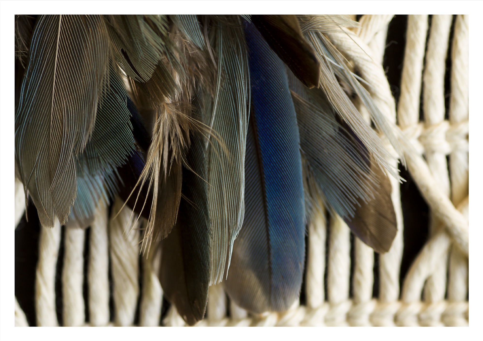 Kirsten Lyttle, <em>Dollar Bird (Native Kingfisher),</em> (2018), Archival Digital Print on Kodak Lustre Paper, 594 x 841 mm (unframed).