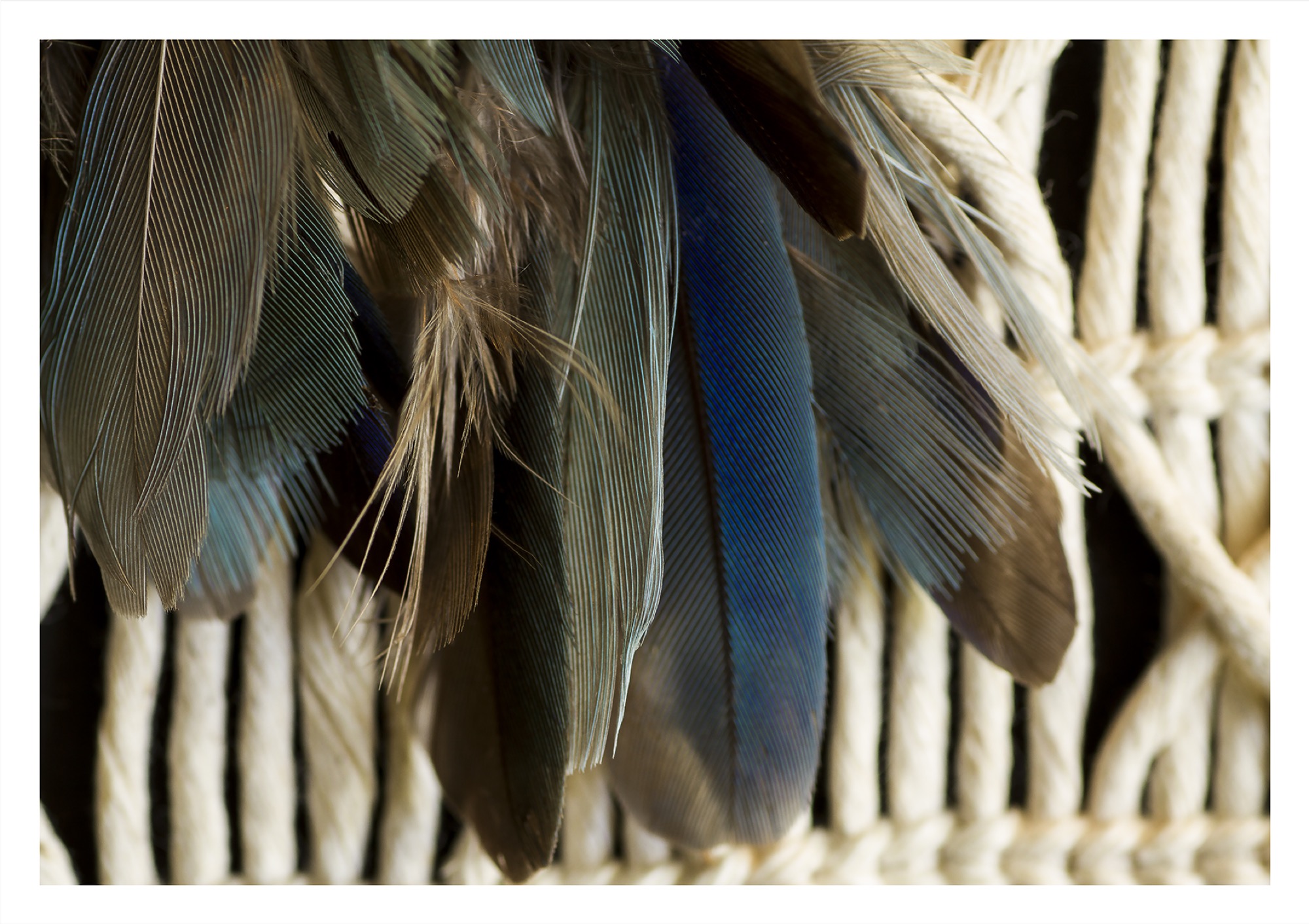 Kirsten Lyttle, <em>Dollar Bird (Native Kingfisher),</em> (2018), Archival Digital Print on Kodak Lustre Paper, 594 x 841 mm (unframed).
