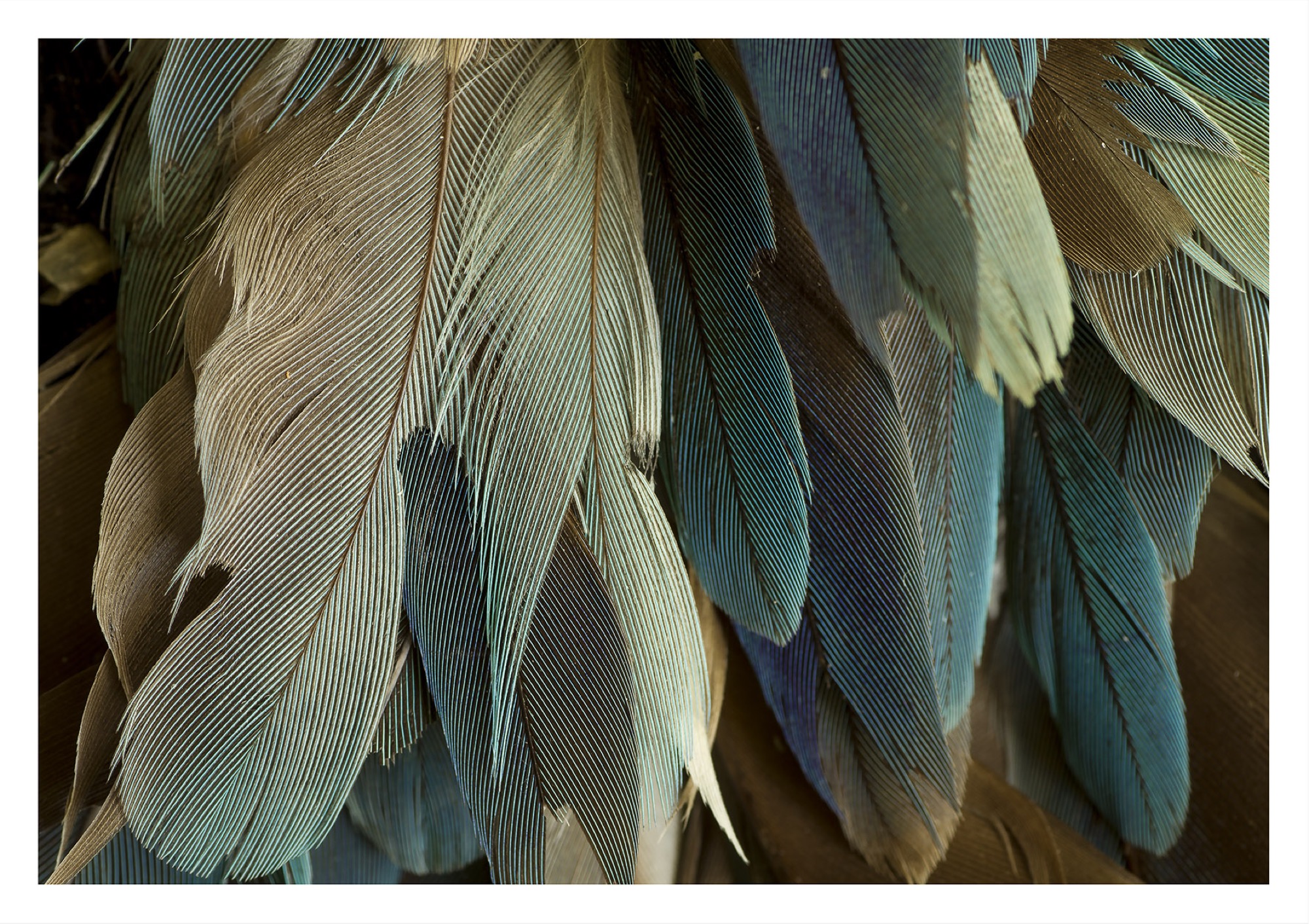 Kirsten Lyttle, <em>Blue Princess Parrot,</em>(2018). Archival Digital Print on Kodak Lustre Paper. 594 x 841 mm (unframed).