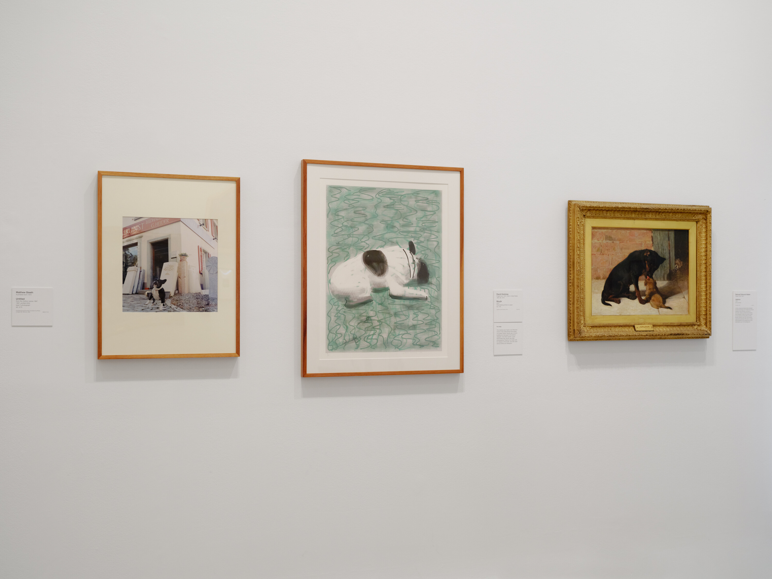 <p>Installation view of <em>Cats & Dogs</em> on display at The Ian Potter Centre: NGV Australia from 1 November 2024 to 20 July 2025. Photo: Tom Ross</p>