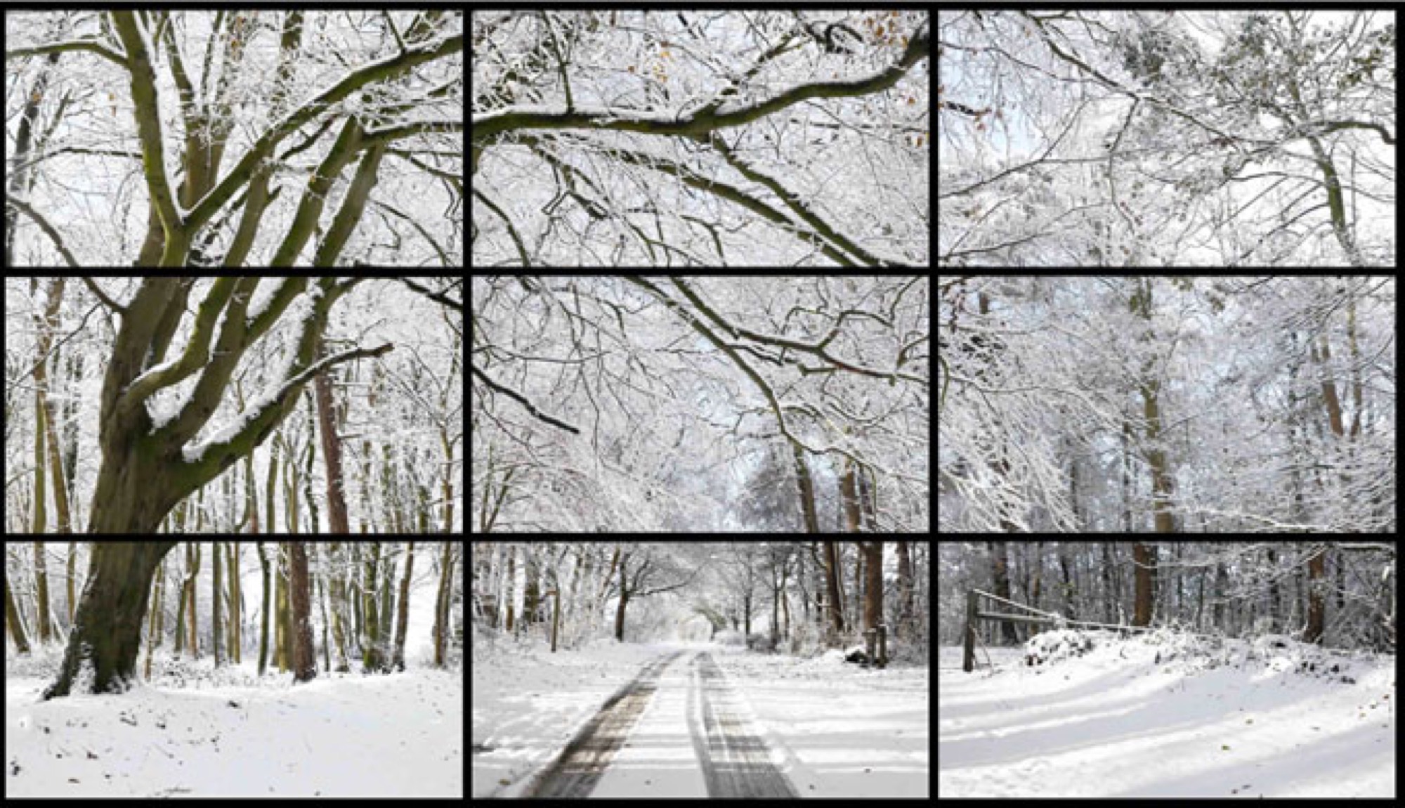 David Hockney, <em>The four seasons, Woldgate Woods<br />
(Spring 2011, Summer 2010, Autumn 2010, Winter 2010)</em>, 2010–2011, 36 digital videos synchronised and presented on 36 55-inch screens to comprise a single artwork, silent, 4 mins 18 secs. Collection of the artist © David Hockney