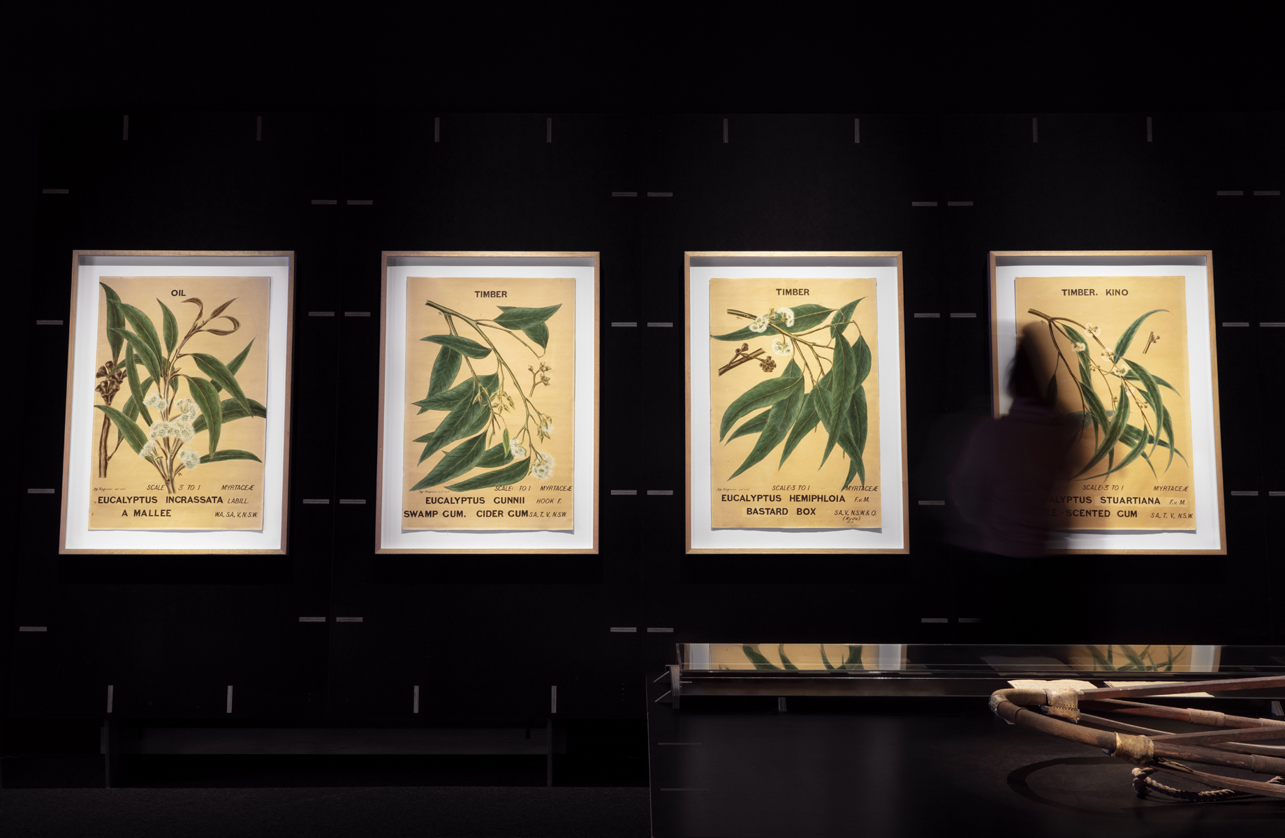 View of Eucalyptusdom showing botanical illustrations, watercolour on paper, by Agard Hagman, 1880-90. Photographed by Zan Wimberley