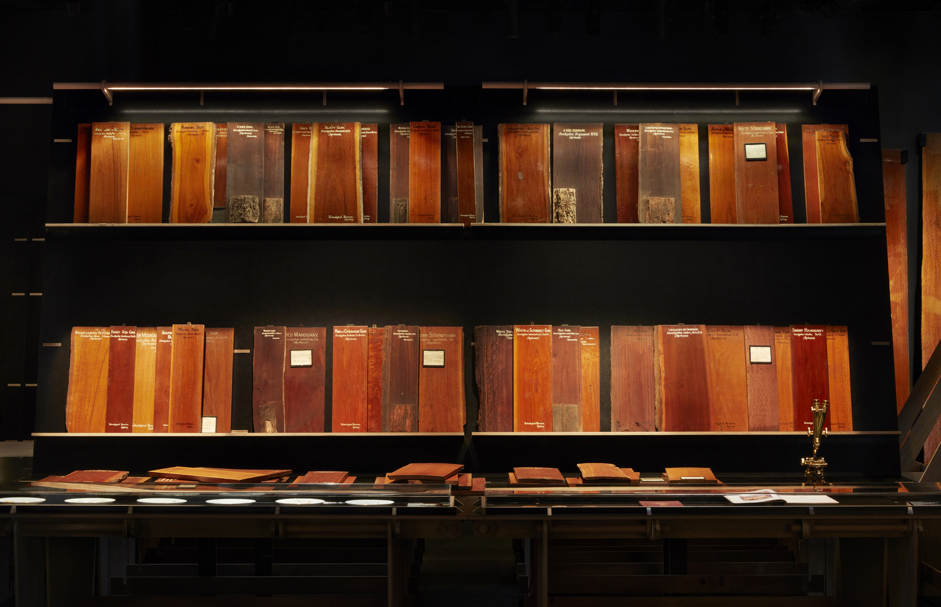 Collection of timber samples from the Museum’s historic collection, 1886-1932. Photo: Zan Wimberley.