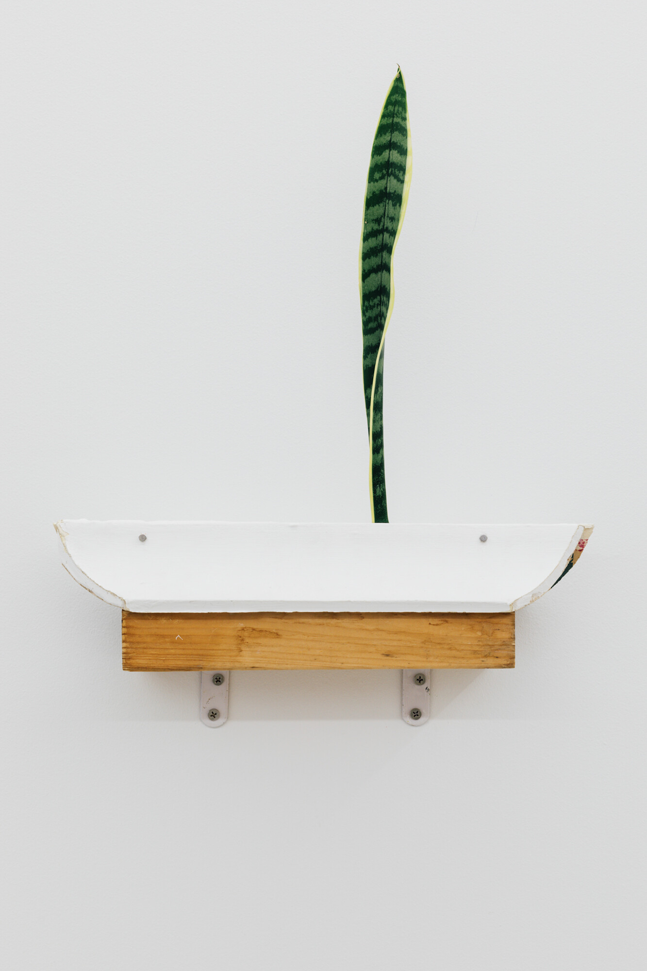 <p>Yusi Zang, <em>sailing boat, </em>2024, plaster cornices, snake plant, 10 x 39 x 39 cm, photograph: Lauren Dunn. </p>