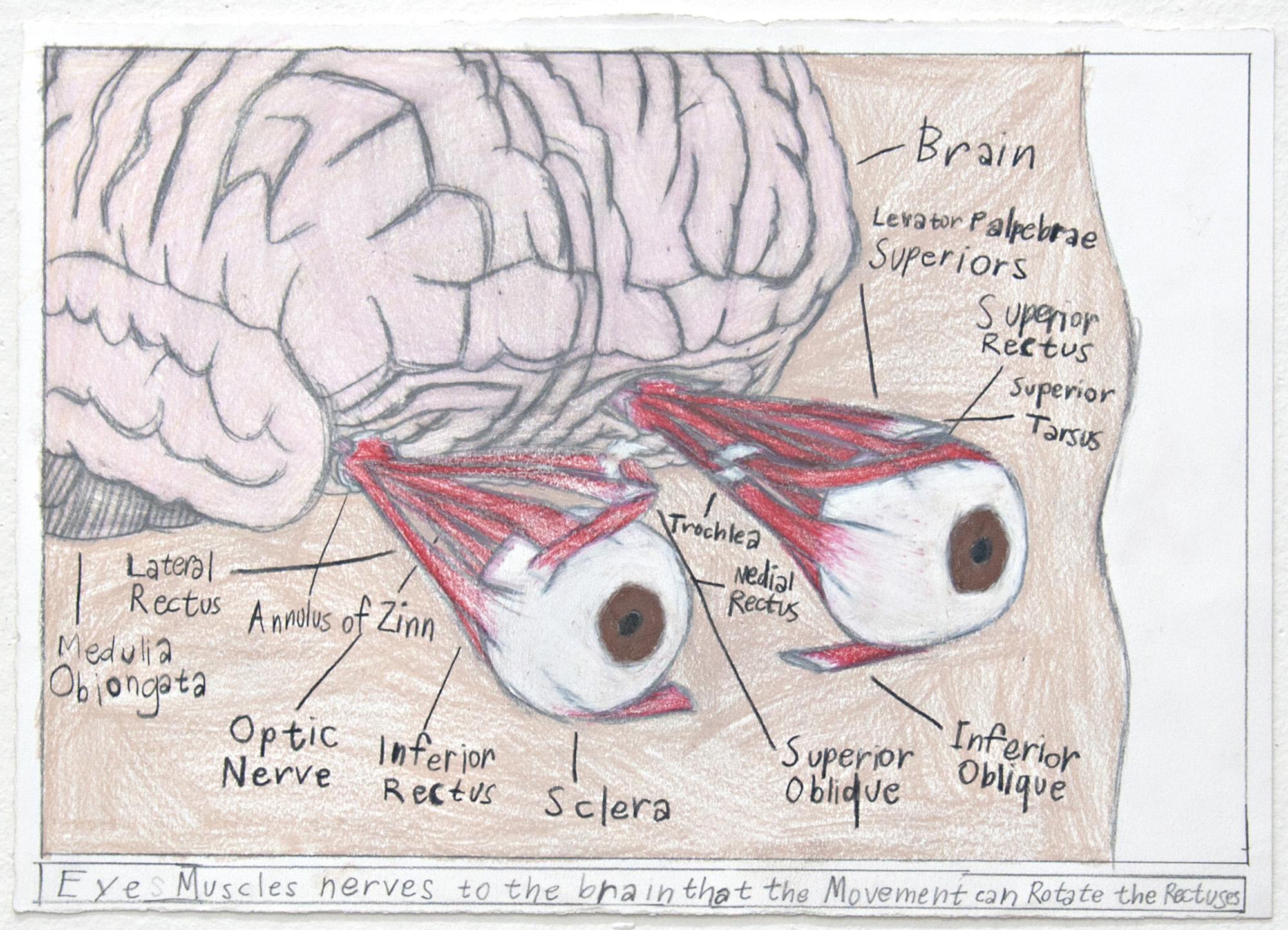 Samraing Chea, <em>Eye Muscles Nerves to the brain that the Movement can Rotate the Rectuses</em>, 2014, pencil on paper, 25 × 35 cm, courtesy the artist and Arts Project Australia. Photo: Andrew Curtis.