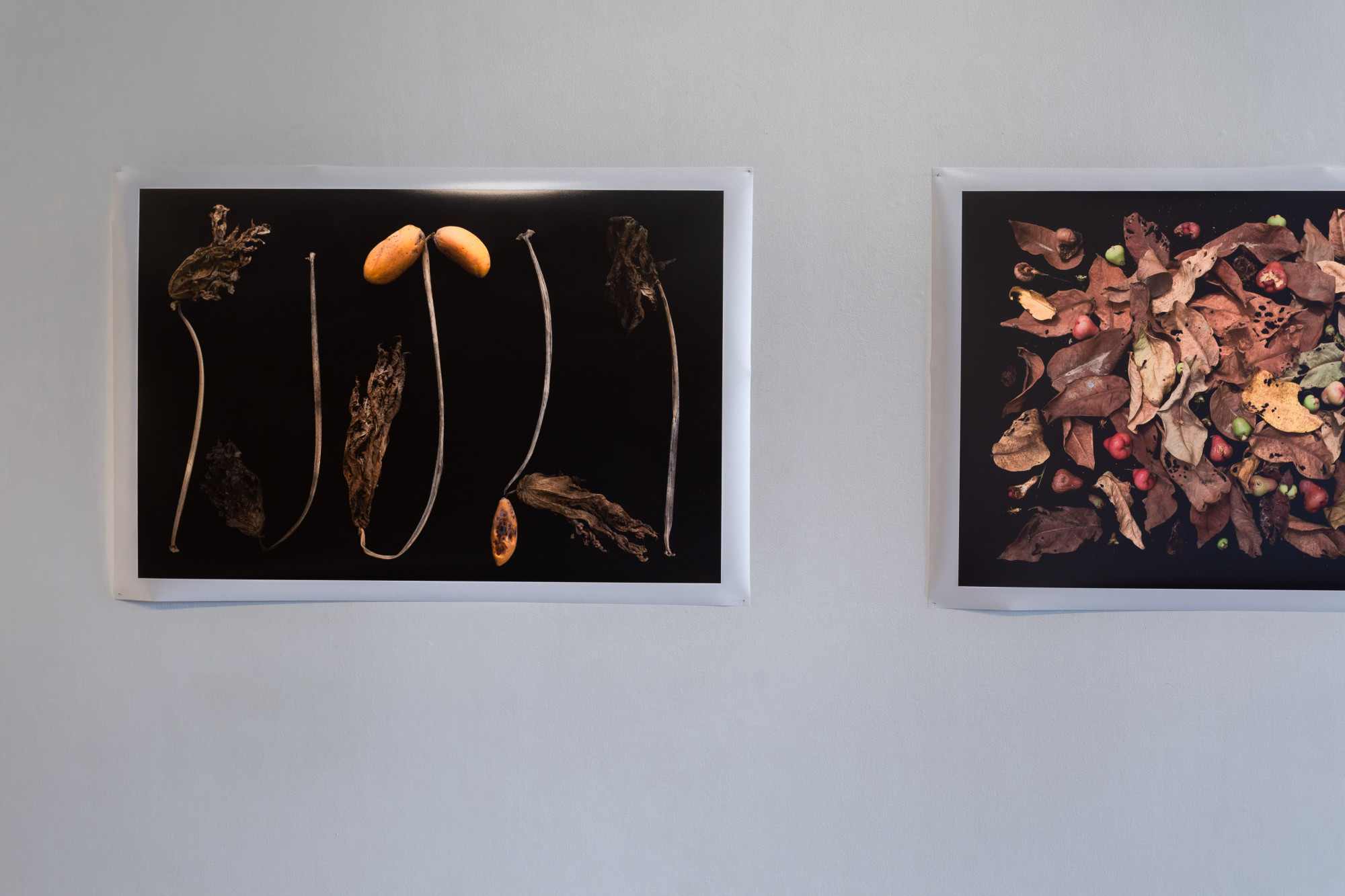 Detail of Kim Hak, <em>Papaya</em>, 2019, and <em>Rose Apple</em>, 2019, from the series Sunset, 2019, 6 Ilford smooth pearl print, 100 x 150 cm each, Centre for Contemporary Photography. Image courtesy of CCP. Photo: J Forsyth.