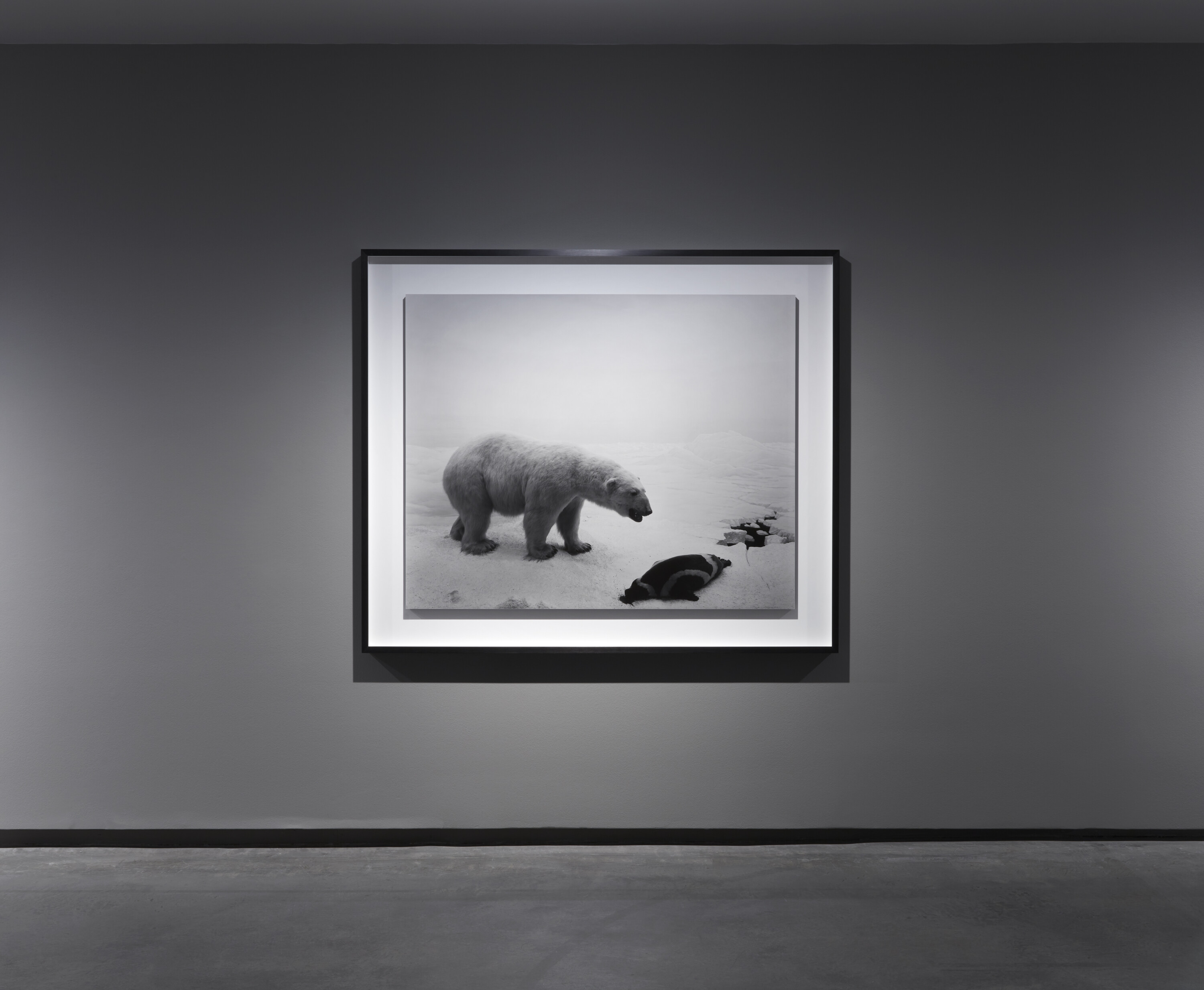 <p>Hiroshi Sugimoto, <em>Polar Bear</em>, gelatin silver print, 1976, installation view, <em>Hiroshi Sugimoto: Time Machine</em>, Museum of Contemporary Art Australia, 2024. Image courtesy the artist and Museum of Contemporary Art Australia © the artist, photograph: Zan Wimberley</p>