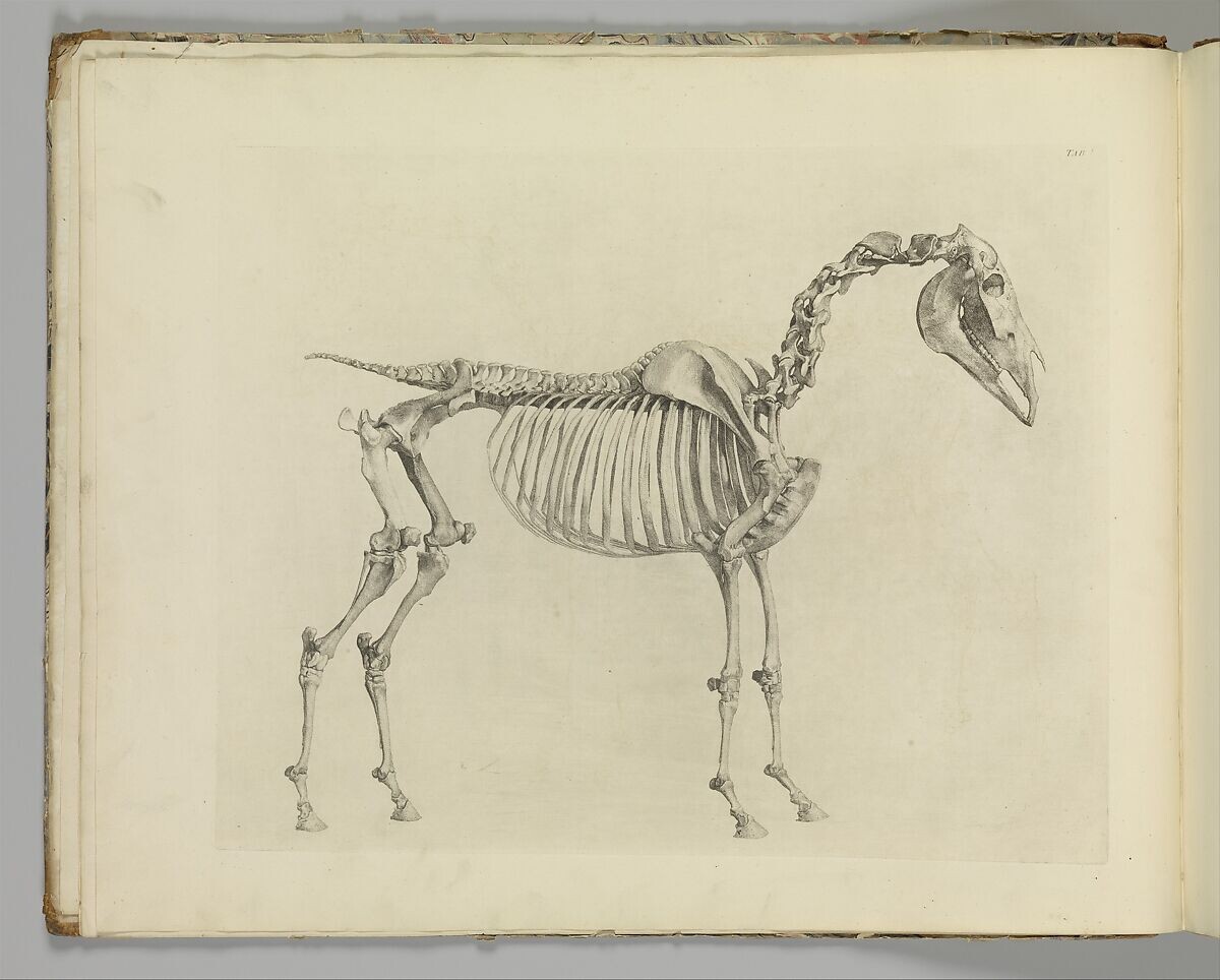 <p>George Stubbs, from <em>The Anatomy of the Horse, including a particular description of the bones, cartilages, muscles, fascias, ligaments, nerves, arteries, veins, and glands</em>, 1766, 46.4 x 58.4 cm, Public Domain</p>