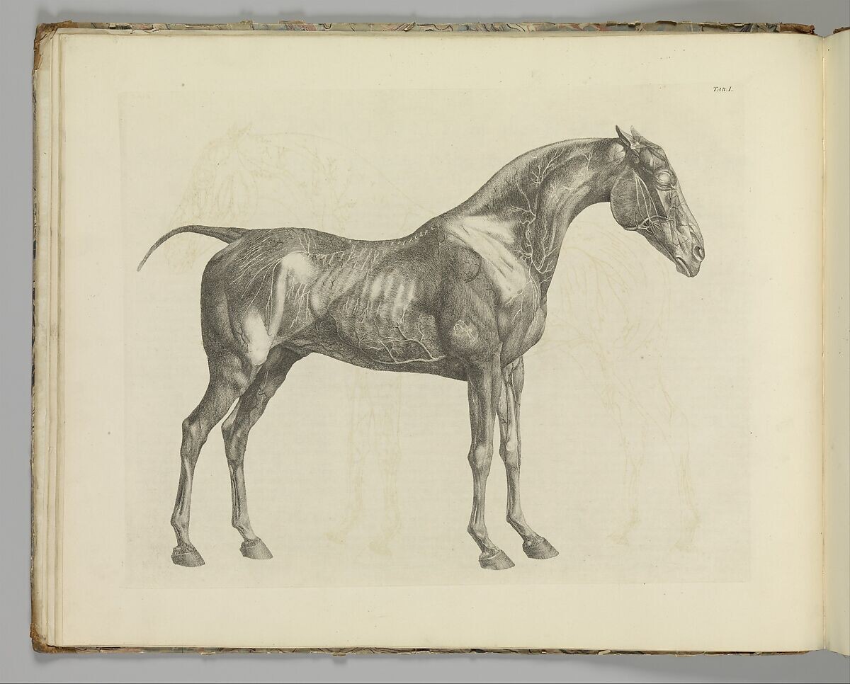 <p>George Stubbs, from <em>The Anatomy of the Horse, including a particular description of the bones, cartilages, muscles, fascias, ligaments, nerves, arteries, veins, and glands</em>, 1766, 46.4 x 58.4 cm, Public Domain</p>