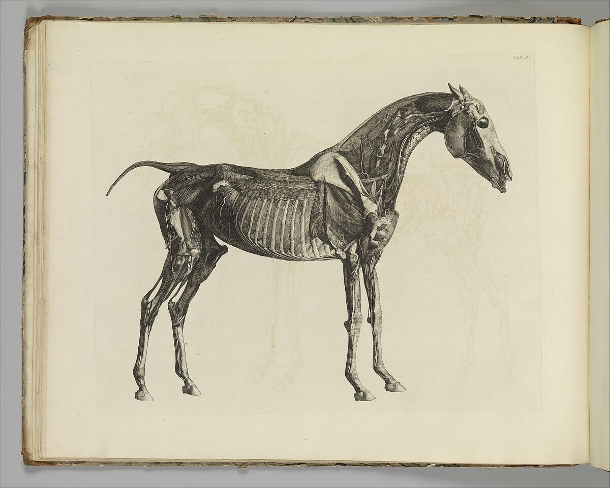 <p>George Stubbs, from <em>The Anatomy of the Horse, including a particular description of the bones, cartilages, muscles, fascias, ligaments, nerves, arteries, veins, and glands</em>, 1766, 46.4 x 58.4 cm, Public Domain</p>