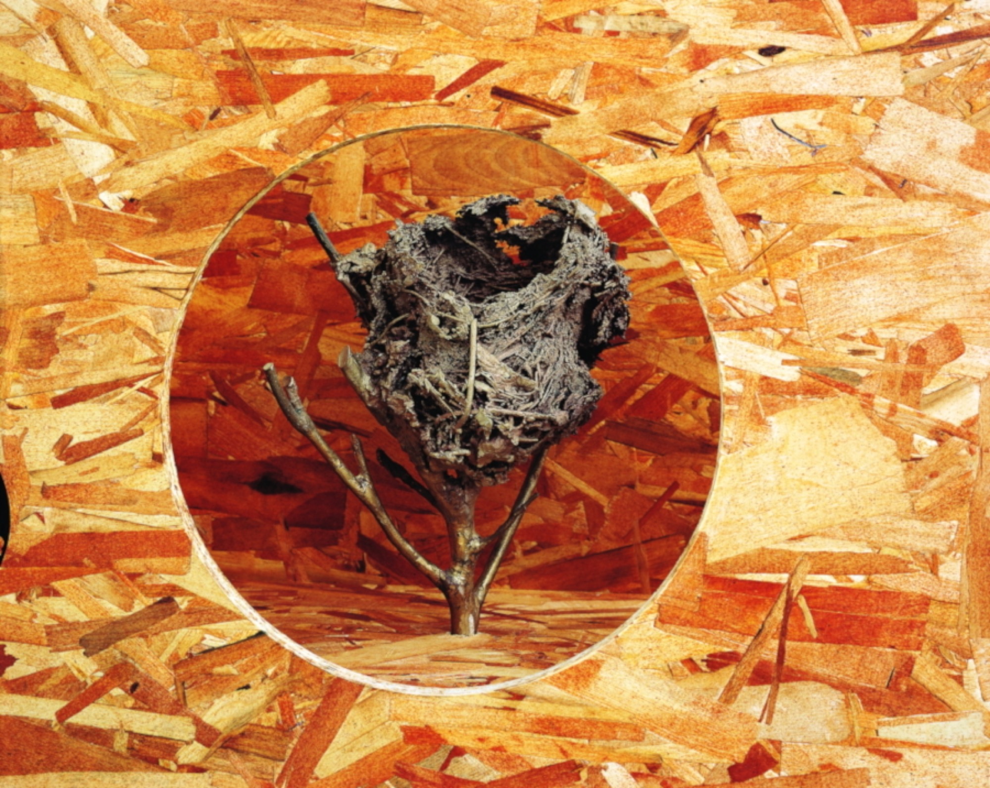 Janet Burchill and Jennifer McCamley, <em>Wall Unit (Origin of the World)</em> 2001 (detail), wood, bronze, transparent synthetic polymer resin, 37 x 177 x 27 cm. National Gallery of Victoria, Melbourne. Purchased through the NGV Foundation with the assistance of Anna Schwartz, Governor, 2002. Photograph: Christian Capurro.
