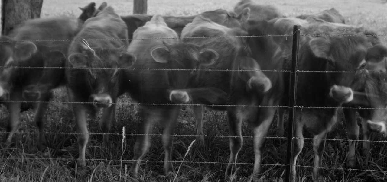 <p>Janina Green, <em>Untitled (cows),</em> 2008-09, C-type print, 90 x 77 cm. Courtesy of the artist and M.33</p>