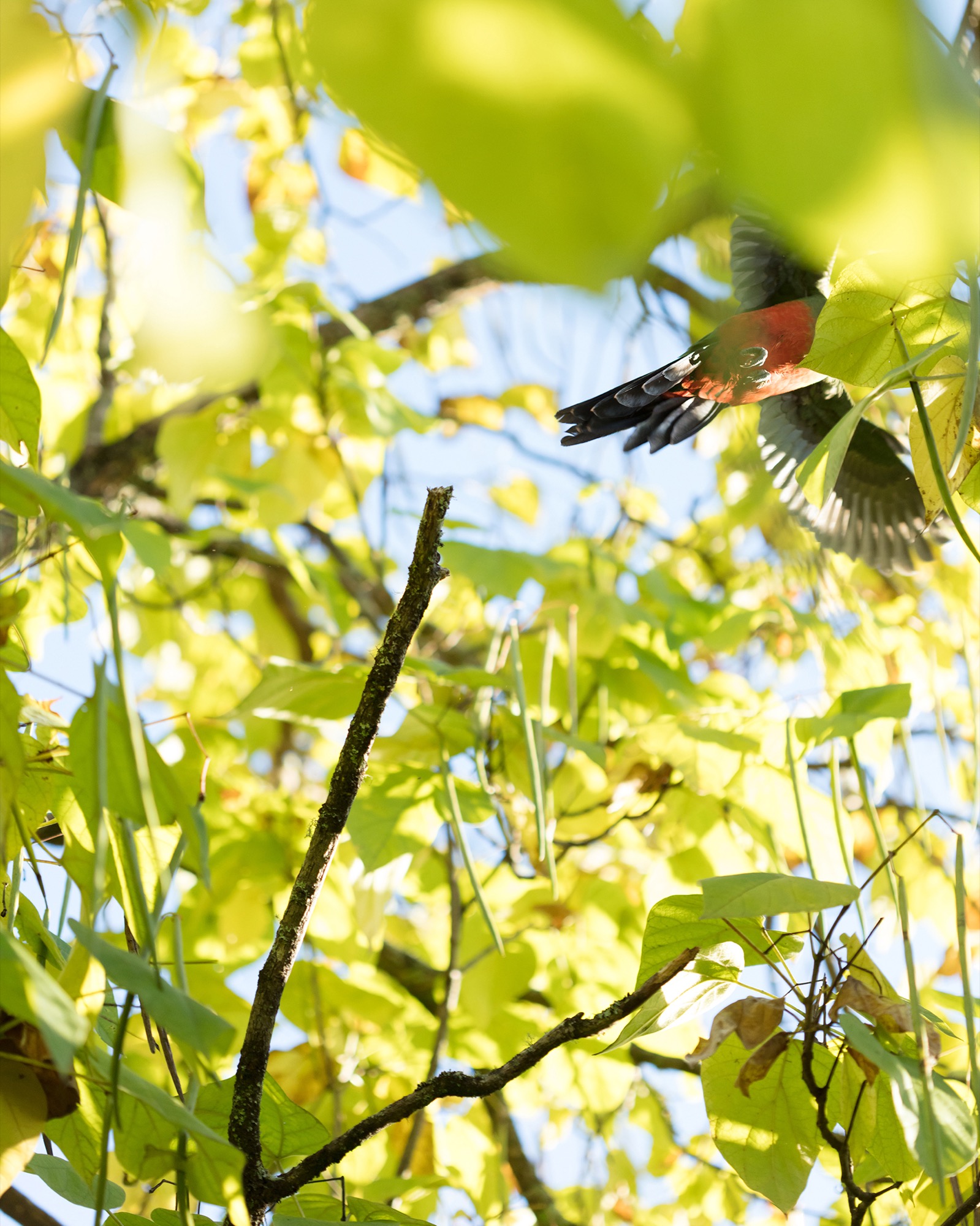 Kieren Seymour, <em>King Parrot,</em> 2018, Photograph printed on archival rag, 62 x 53 cm. Image courtesy the artist and Block Projects.