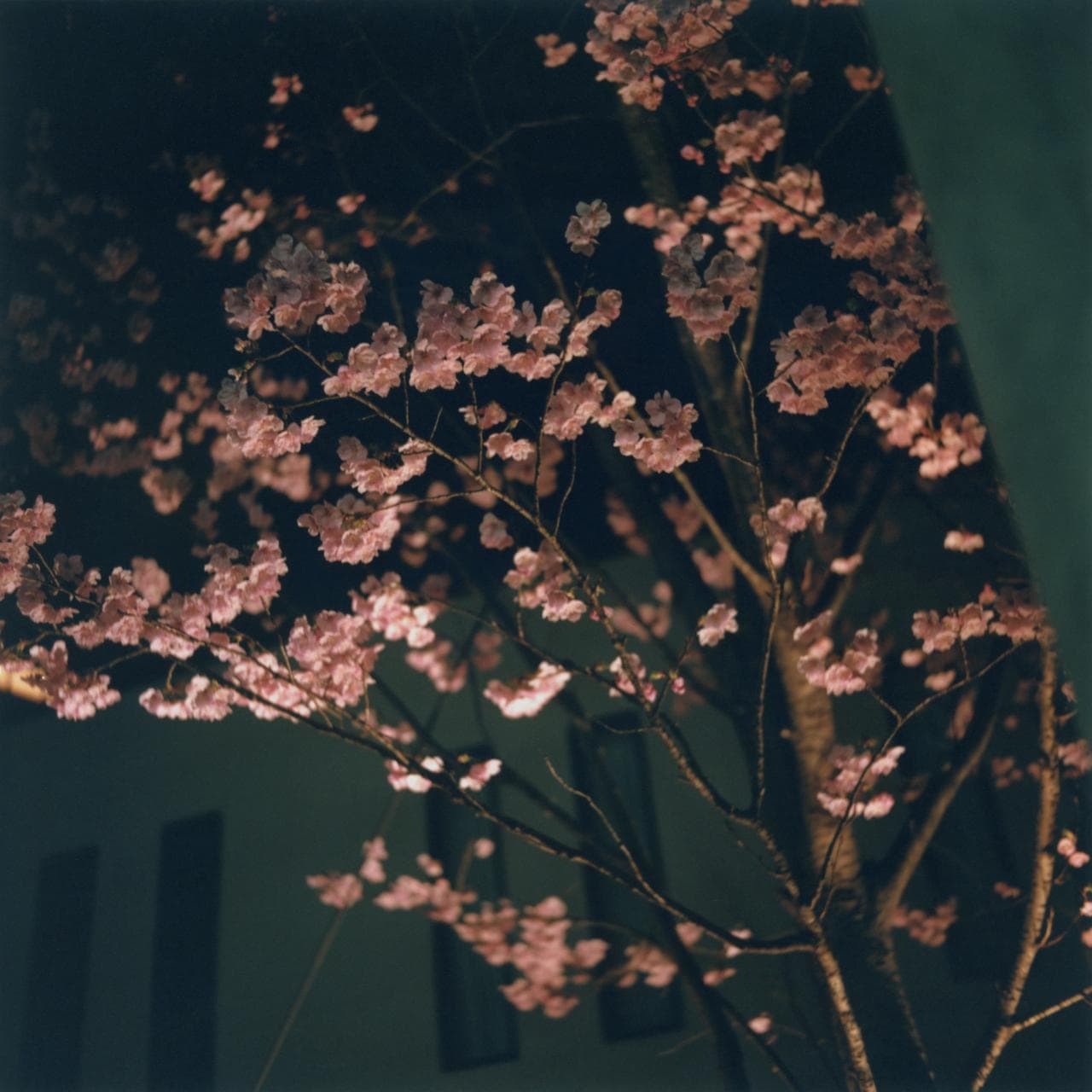 Mikiko Hara, <em>Tokyo</em> series, 2023. Photo courtesy of the National Gallery of Victoria.
