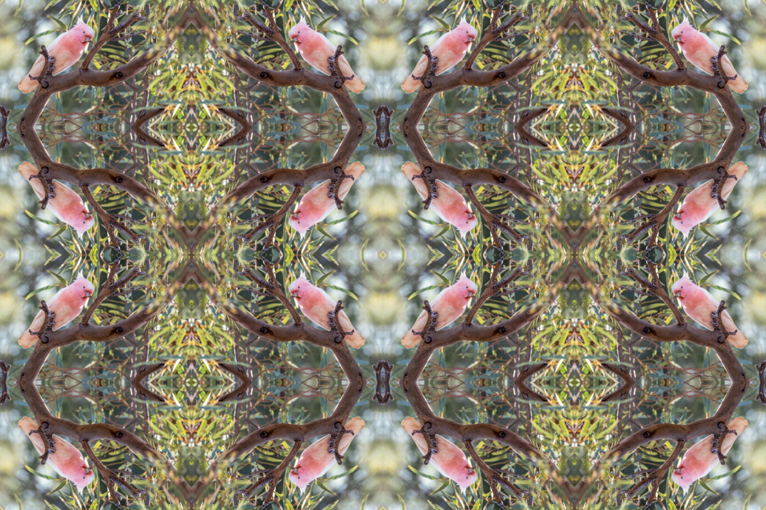 <p>Kent Morris, Barkindji people, <em>karta-kartaka (pink cockatoo) #2</em>, 2023. Mutawintji, Traditional Owners Country and Melbourne, Yalukit Willam Country. Inkjet print on Moab Somerset Museum Rag paper, 100 x 150 cm. Courtesy the artist and Vivien Anderson Gallery. </p>