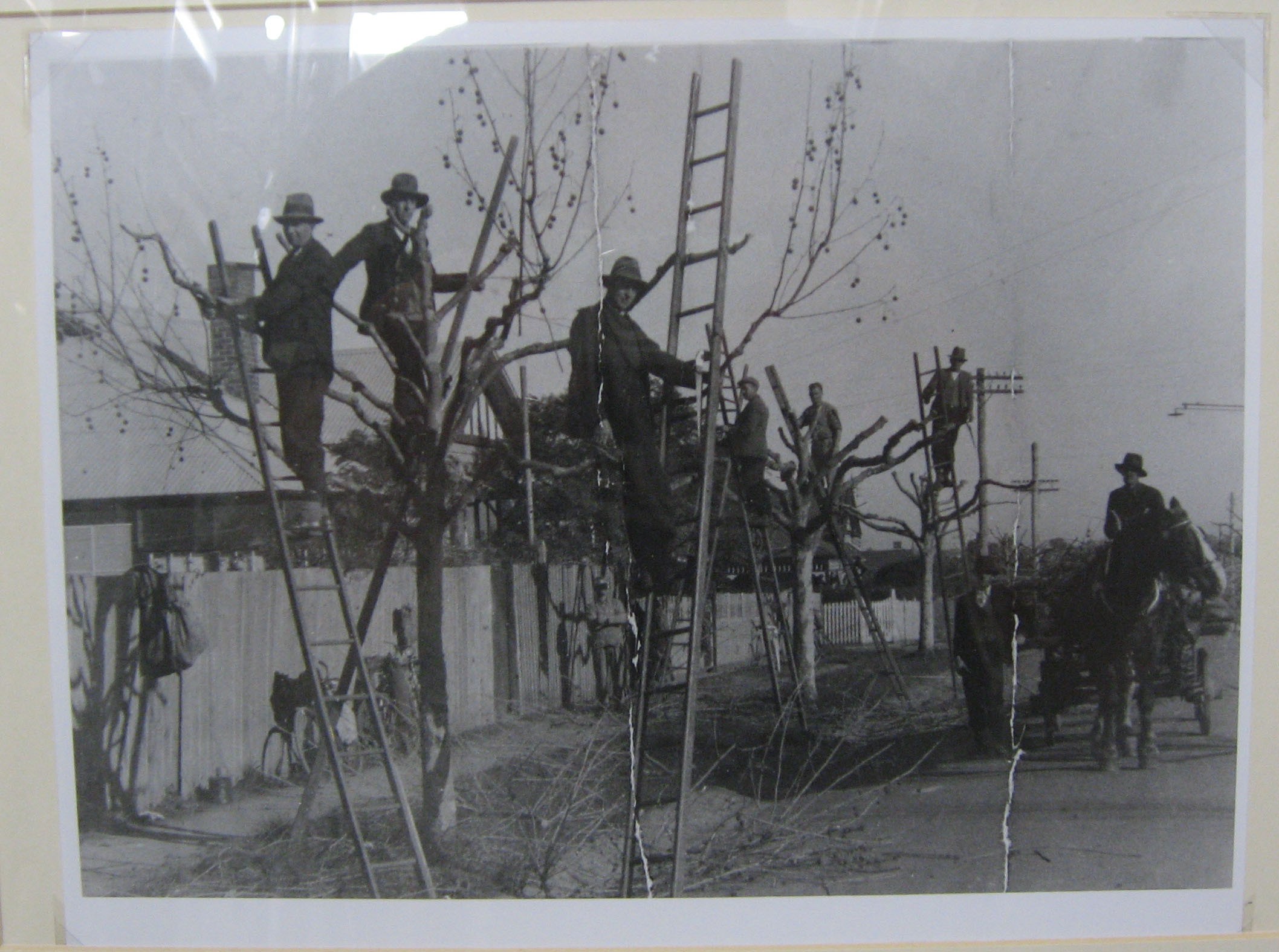 Unknown, <em>Tree pruners up ladders</em>, n.d., emulsion on photographic paper, 11.3 x 15.7 cm, Town Hall Gallery Collection.
