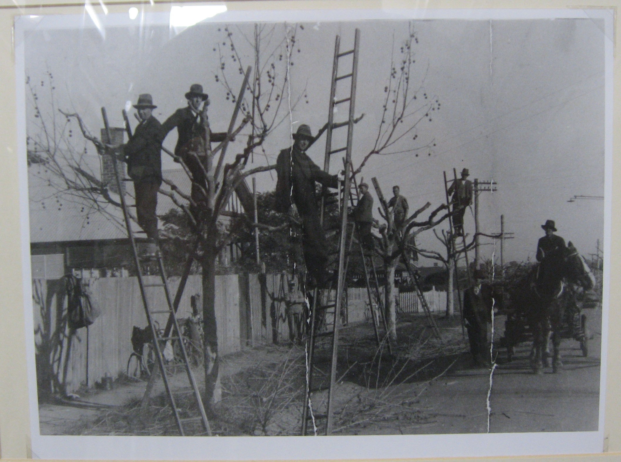 Unknown, <em>Tree pruners up ladders</em>, n.d., emulsion on photographic paper, 11.3 x 15.7 cm, Town Hall Gallery Collection.