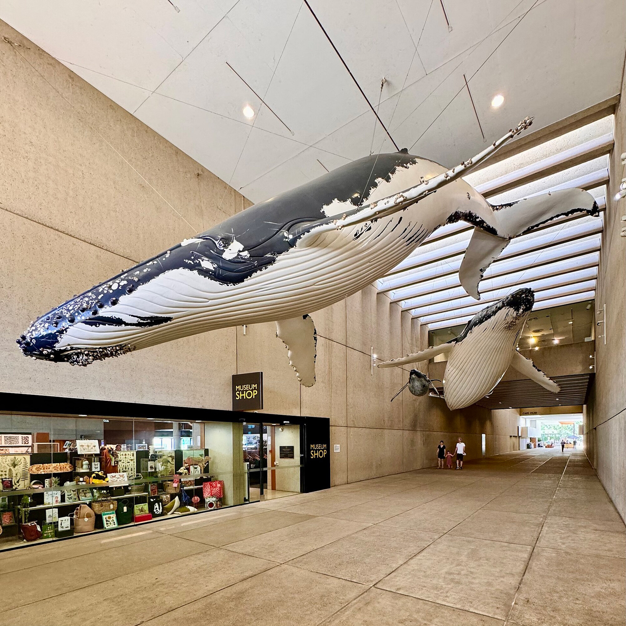 <p>The “whale” mall. The corridor is whale-width. Photograph by <a href="https://commons.wikimedia.org/wiki/File:Queensland_Museum_Whale_Mall,_Brisbane,_2023.jpg">unknown</a>, 2023.</p>
