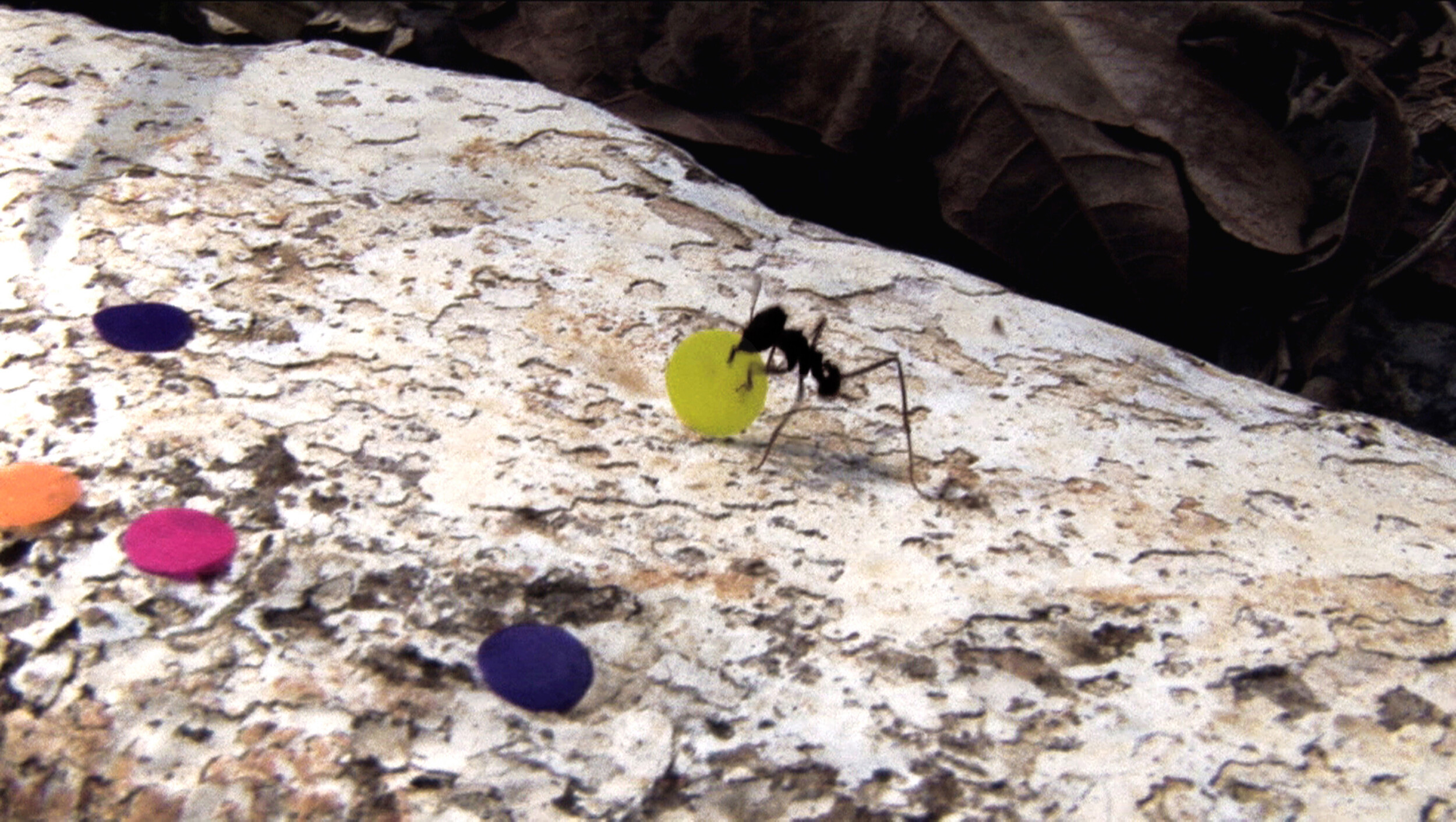 Rivane Neuenschwander and Cao Guimarães, <em>Quarta-Feira de Cinzas/Epilogue (Ash Wednesday)</em>, 2006. High definition video projection, 5:44, video still. Courtesy of the artists.