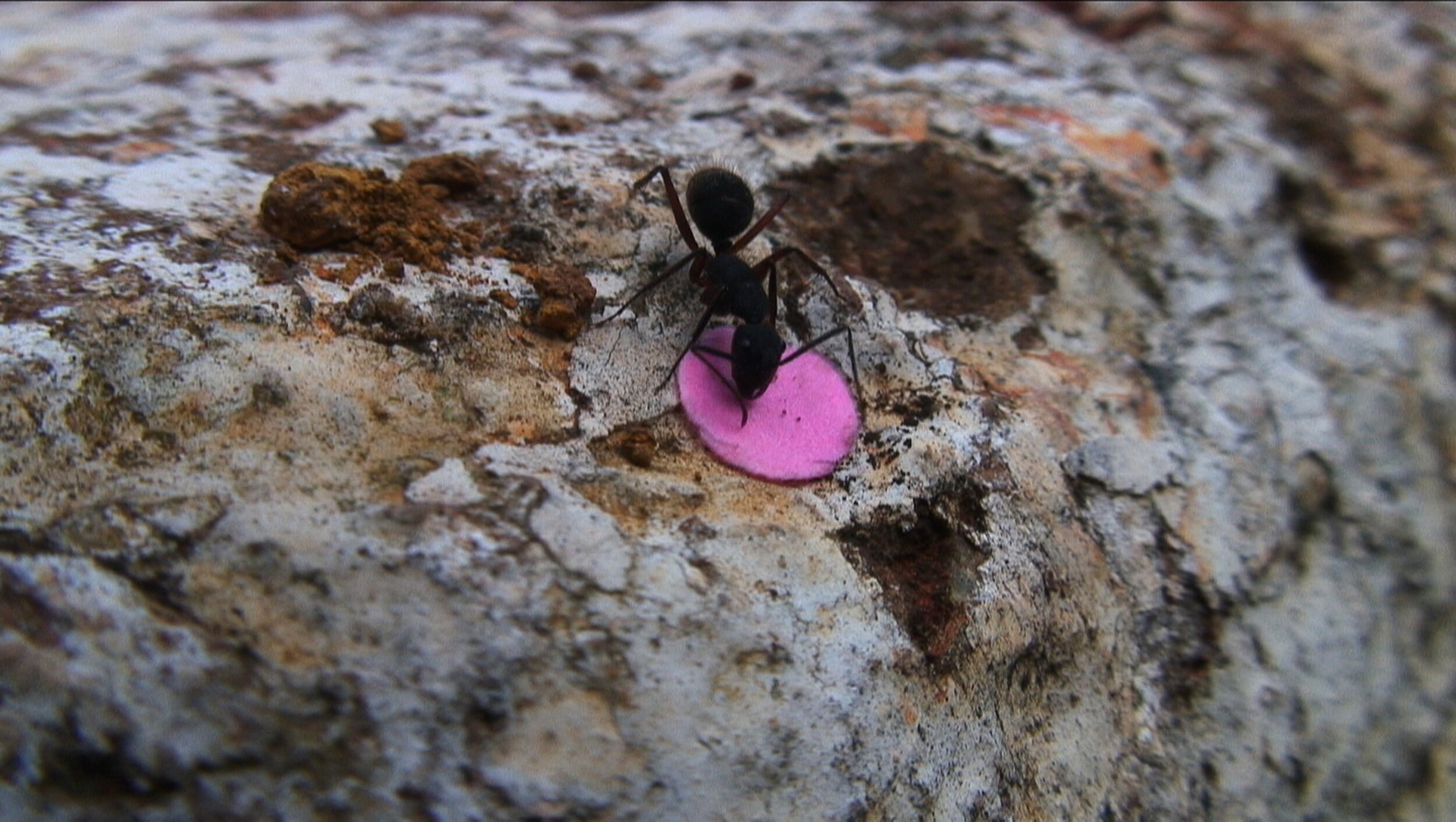 Rivane Neuenschwander and Cao Guimarães, <em>The Tenant</em>, 2010. High definition video projection, 10:34, video still. Courtesy of the artists.