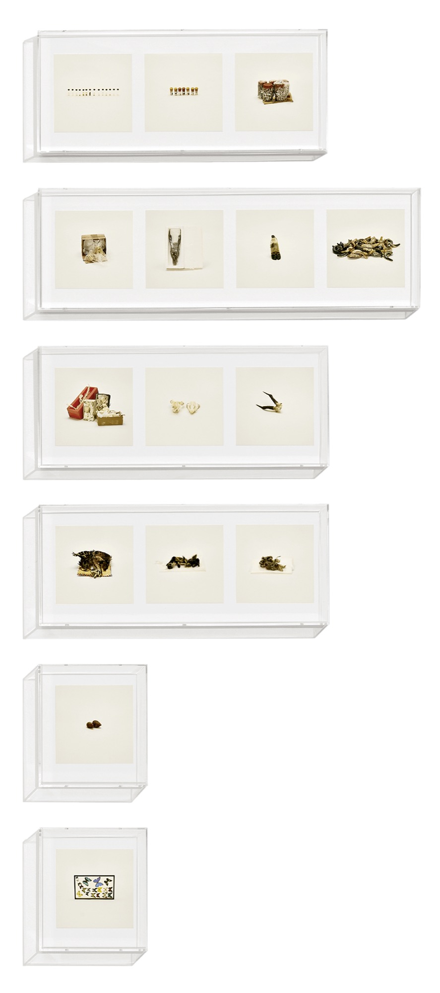 Animal Corpses (Prohibited), Animal Parts (Prohibited), Animal Skeletons (Prohibited), Animal Specimens (Prohibited), Snails (Prohibited), Butterflies (Prohibited)<em>, Contraband</em>, 2010, 15 archival inkjet prints in 6 Plexiglas boxes and Letraset on wall 23.5 x 57.8; 76.2; 21 cm © Taryn Simon. Courtesy Gagosian and Anna Schwartz Gallery.
