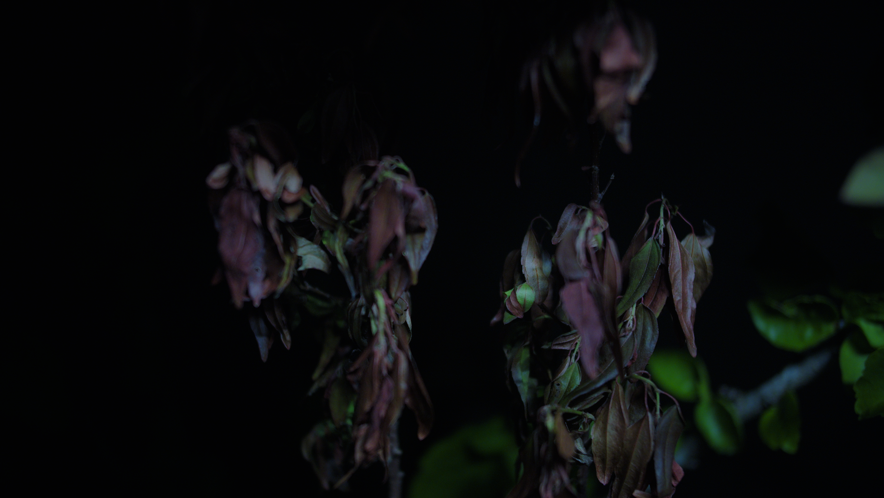 Jarrod Van der Ryken, <em>the buds on the trees and the night were still</em>. Installation detail (video still), Carpark Gallery, Brisbane 2024.