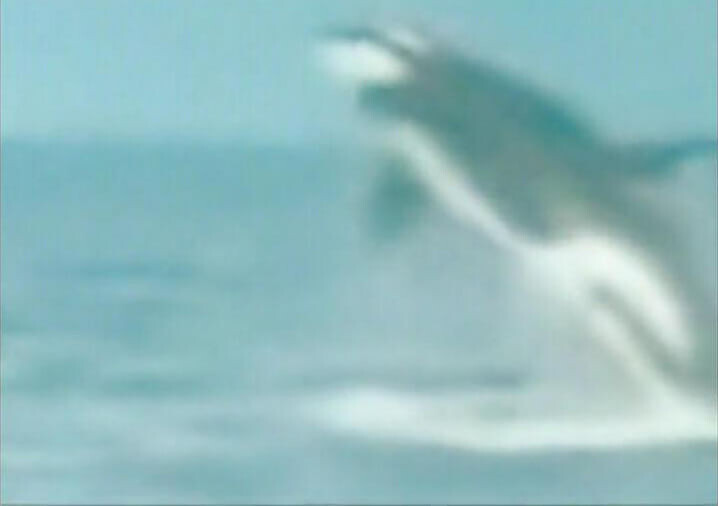 <p>Jin Shan, <em>Untitled – Animals Attack Humans,</em> 2013, video (colour, silent), 3 min 15 sec.</p>