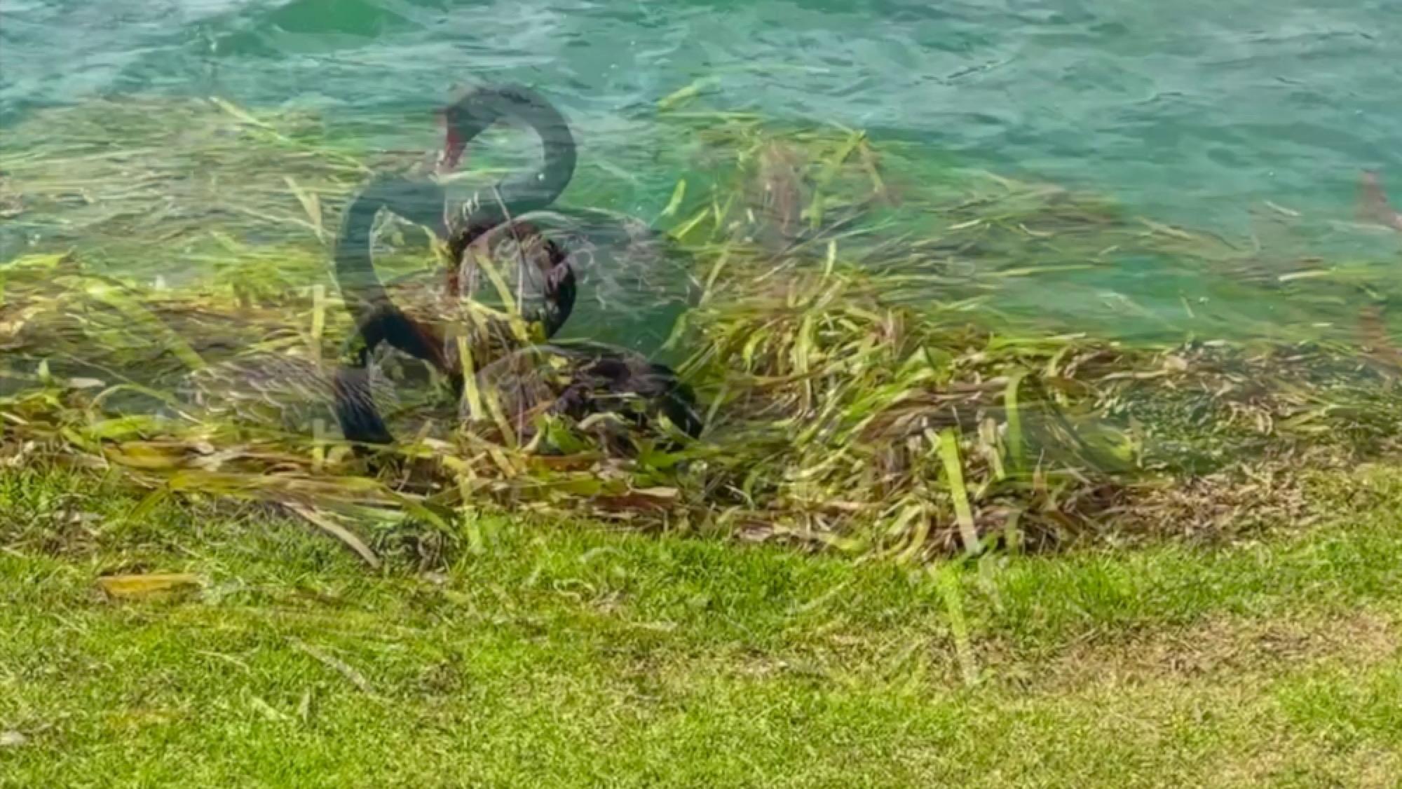 Still from Isabella Besen, <em>The Swans I Saw at Albert Park Lake</em>, 2020, video collage, 30 seconds. Courtesy of the artist.